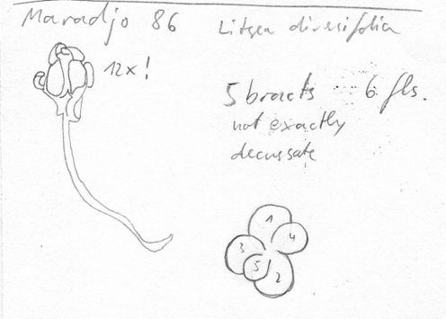 Vorschaubild Litsea diversifolia Blume